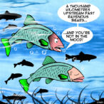 Salmon run cartoon