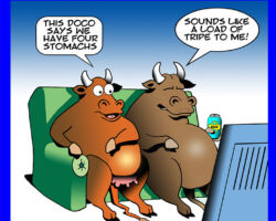 Cows stomach cartoon